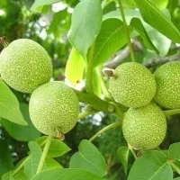 بهترین ارقام نهال های میوه