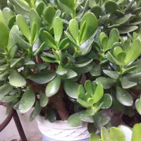 گل طبیعی|گل و گیاه طبیعی|رشت, سعدی (تختی)|دیوار
