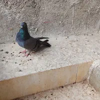 کبوتر