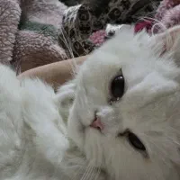 واگذاری گربه سفید بریتیش