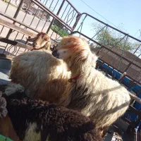 میش بره|حیوانات مزرعه|گتوند, |دیوار