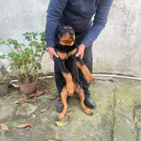 رتوایلر 4 ماهه واگذار می شود|سگ|خوشرودپی, |دیوار