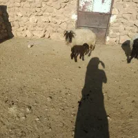 میش سوز ملحه