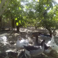 غاز|حیوانات مزرعه|مشهد, میان ولایت|دیوار