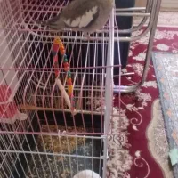 عروس هلندی سرحال و شیطون