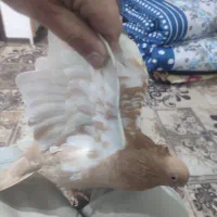 کبوتر سینه زرد و سبز پلاکی ماده