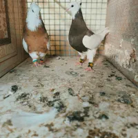 فروش چند جفت طوقی عطیقه درجه یک