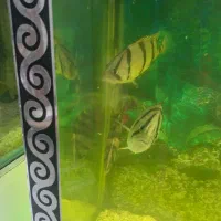 فروش تعدادی ماهی گوشتخوار|ماهی|شاهینشهر, شهرک ردانی پور|دیوار