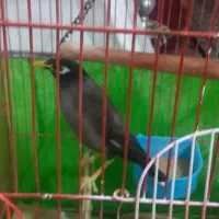 معاوضه مرغ مینا افغان  با طوطی یا جفت عروس هلندی