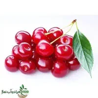 تولید نهال آلبالو گوشواره ای|خدمات باغبانی و درختکاری|چادگان, |دیوار