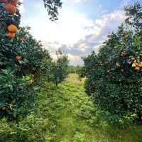 فروش زمین و باغ مرکبات برای سرمایه گذاری