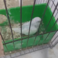 مرغ عشق سه ماهه پنج ماهه