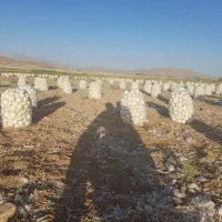 پیاز سفید و زرد فقط سر زمین