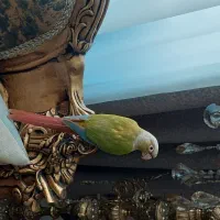 طوطی گرینچیک اسمش فندق|پرنده|اسلامشهر, شهرک سعیدیه|دیوار