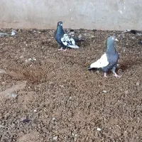 کبوتر سینه سیاه