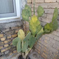 گل فروشی|گل و گیاه طبیعی|خزل, |دیوار