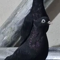 کبوتر