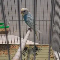 مرغ عشق بازیگوش