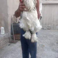تخم مرغ برهما
