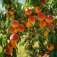 نـهــال هــلو خوش‌عــطر و پربـار