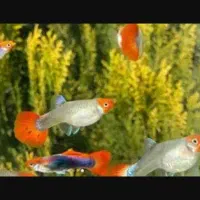 گوپی عمده در ۷ نژاد