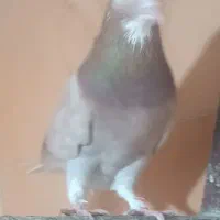 کبوتر کفتر نقشو پرش(بار جدید دولاب داخل فیلم)|پرنده|فردیس, ثابتی|دیوار