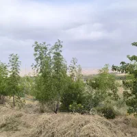 زمین باغ|فروش زمین و ملک کلنگی|بیرجند, |دیوار
