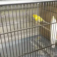 قناری نر قرص بخون|پرنده|اسلامشهر, شهرک مهدیه|دیوار