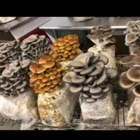 تولید،پرورش قارچ ارگانیک شغل،درآمدزایی کار در منزل|گل و گیاه طبیعی|کرج, اصفهانی‌ها|دیوار