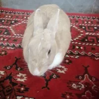 خرگوش|موش و خرگوش|گنبد کاووس, |دیوار