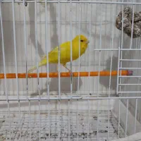 قناری نر بخون