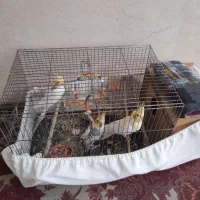 عروس هلندی یک جف و بچه|پرنده|خان ببین, |دیوار