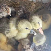 جوجه  بوقلمون.    غاز.     گلین