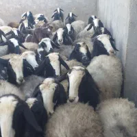 میش های اصیل شال