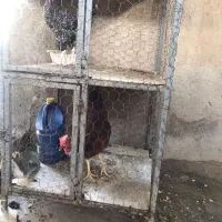 قفس مرغ