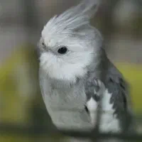 ۲عددعروس هلندی نر دستی وسخنگو ومرغ مینادستی وسخنگو|پرنده|یزد, |دیوار