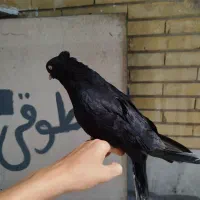 کفتر نر و ماده