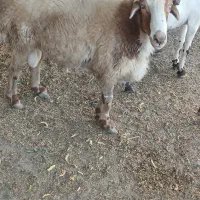 بره نره|حیوانات مزرعه|شمیل, |دیوار