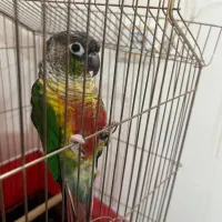 گرینچیک سخنگو به همراه غذا و قفس|پرنده|کاشمر, |دیوار