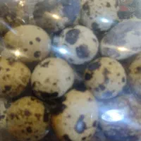 تخم بلدرچین  نطفه دار