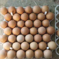 تخم نطفه دار و جوجه ۱ روزه استرالوپ آلمانی