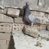کفتر|پرنده|مشهد, شهرک مهرگان|دیوار