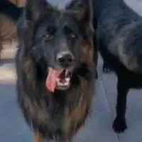 جفت گیری.ژرمن.کشش.سگ.