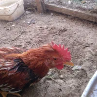 خروس گلین|حیوانات مزرعه|نجفآباد, یزدانشهر|دیوار