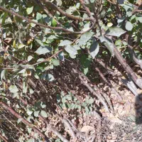 نهال گران میخرید مقصرخودتانی بیاببر تضمینی اصالت|حراج|بیجار, |دیوار