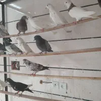کبوترغریبگیری ۱۵ عدد دونه ای ۲۰۰هزارتومن