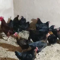 مرغ محلی جهادی