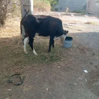 گوساله‌چاق‌داشتی‌گوشتی‌گاوجنس‌خوب‌بازدید‌راونگ|حیوانات مزرعه|میناب, |دیوار