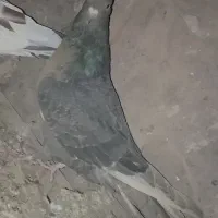 سه عدد کفتر فروشی|پرنده|دماوند, دماوند|دیوار