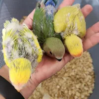 طوطی برزیلی|پرنده|بوشهر, |دیوار